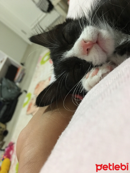 Tuxedo (Smokin) Kedi, Kedi  Mia fotoğrafı