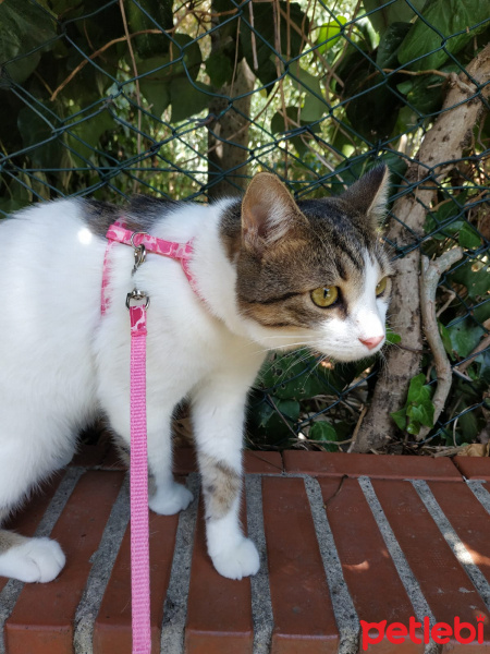 Tekir Kedi, Kedi  tarçın fotoğrafı