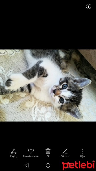 Tekir Kedi, Kedi  Pofi fotoğrafı
