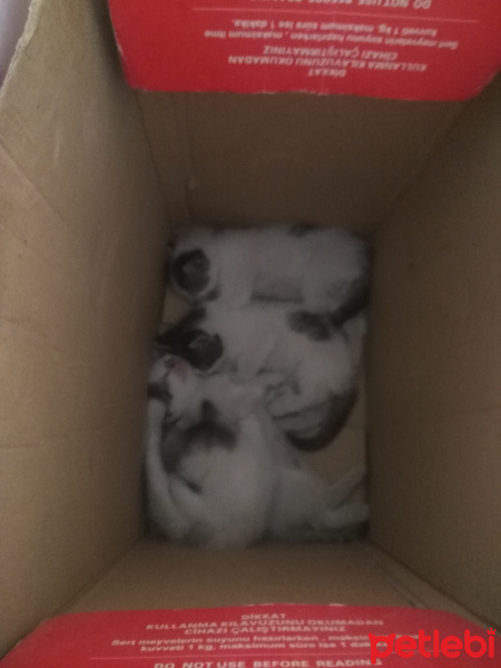 Tekir Kedi, Kedi  3 psikopat 1 De prenses fotoğrafı