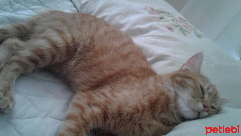 Tekir Kedi, Kedi  Tarçın fotoğrafı