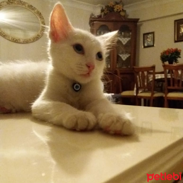 Ankara Kedisi, Kedi  Pamuk fotoğrafı