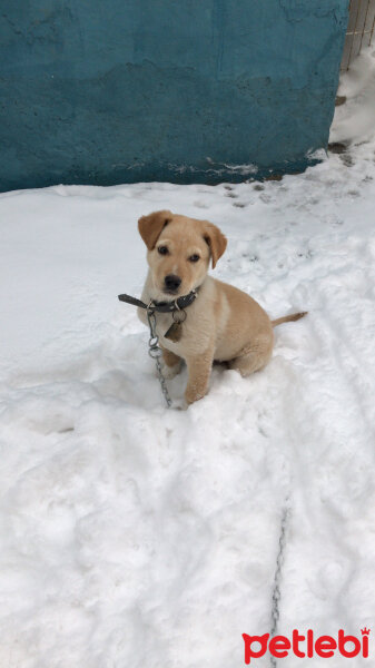 Golden Retriever, Köpek  Tarçın fotoğrafı