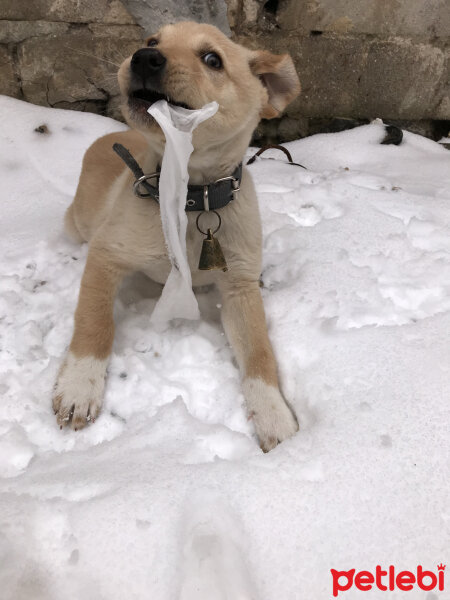 Golden Retriever, Köpek  Tarçın fotoğrafı