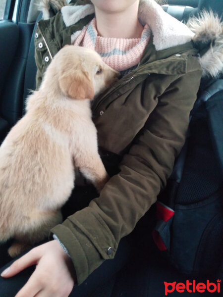 Golden Retriever, Köpek  Tarçın fotoğrafı