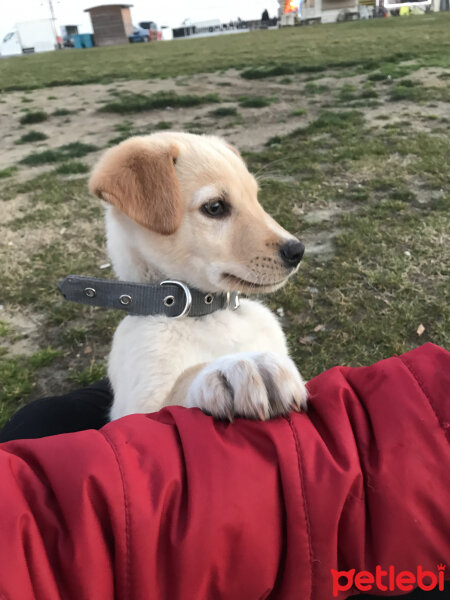 Golden Retriever, Köpek  Tarçın fotoğrafı