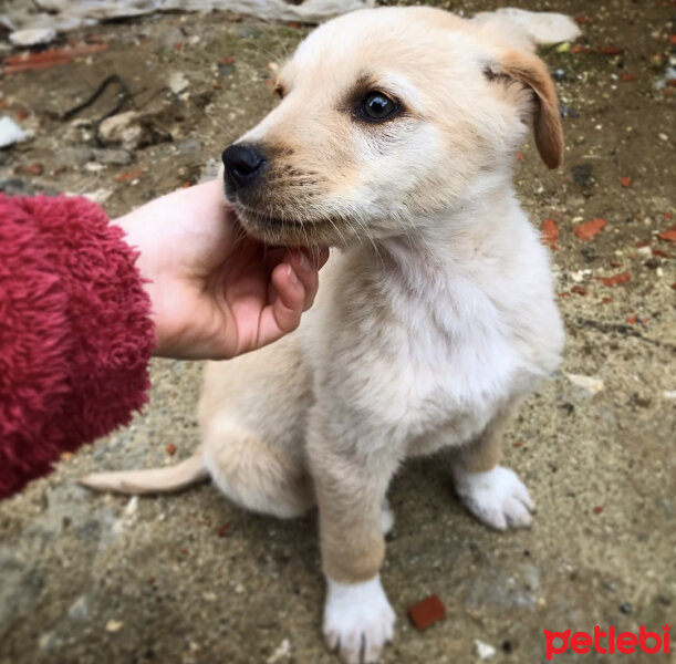 Golden Retriever, Köpek  Tarçın fotoğrafı