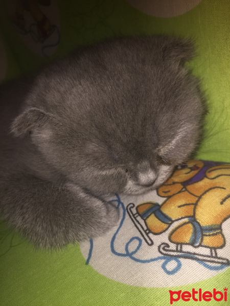 Scottish Fold, Kedi  Raven fotoğrafı