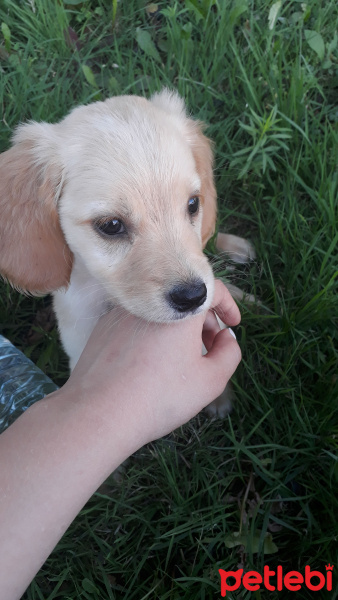 Golden Retriever, Köpek  Prenses fotoğrafı
