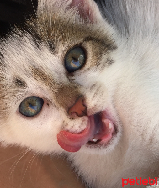 Tekir Kedi, Kedi  Mia fotoğrafı