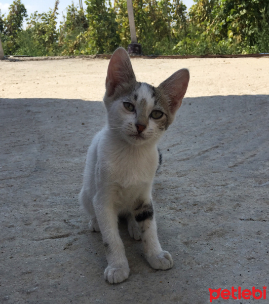 Tekir Kedi, Kedi  Mia fotoğrafı