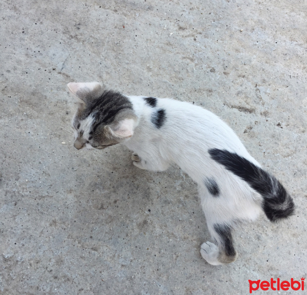 Tekir Kedi, Kedi  Mia fotoğrafı