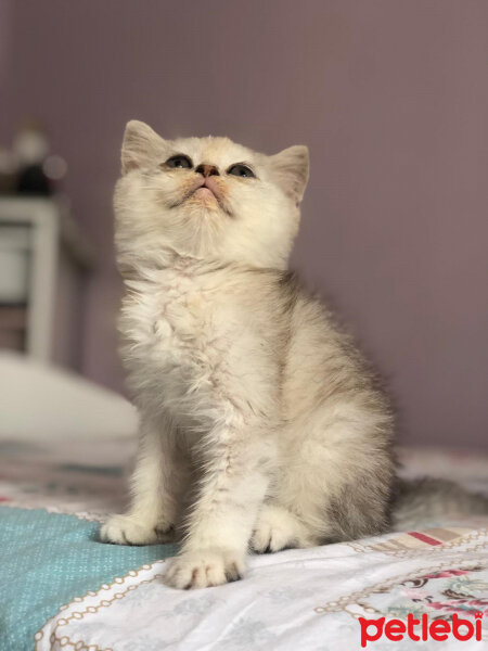 British Shorthair, Kedi  Asya fotoğrafı