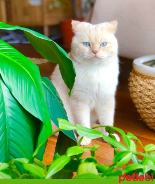 British Shorthair, Kedi  Asya fotoğrafı