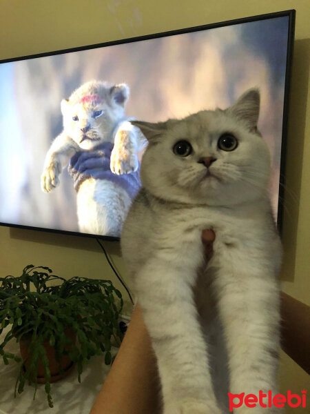 British Shorthair, Kedi  Asya fotoğrafı