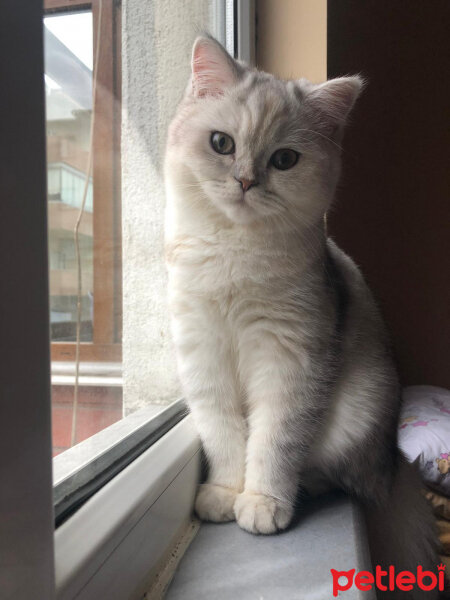 British Shorthair, Kedi  Asya fotoğrafı