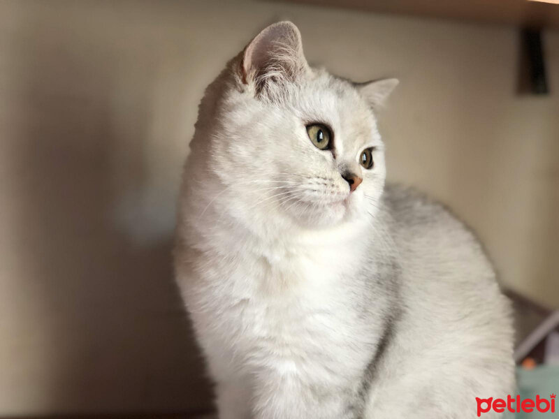 British Shorthair, Kedi  Asya fotoğrafı