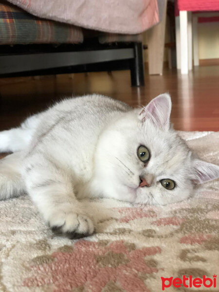 British Shorthair, Kedi  Asya fotoğrafı