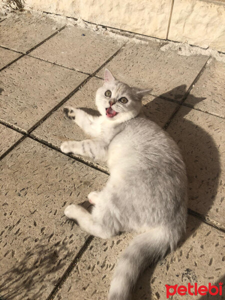 British Shorthair, Kedi  Asya fotoğrafı