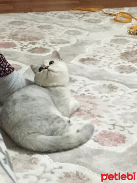 British Shorthair, Kedi  Asya fotoğrafı