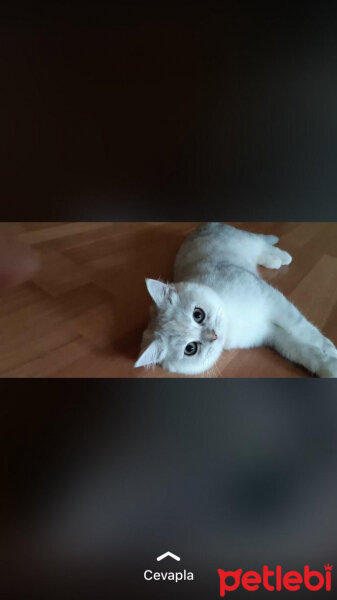 British Shorthair, Kedi  Asya fotoğrafı