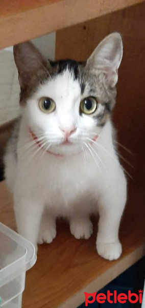 Bengal, Kedi  Prenses fotoğrafı