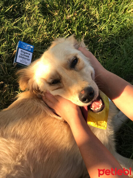 Golden Retriever, Köpek  leydi fotoğrafı