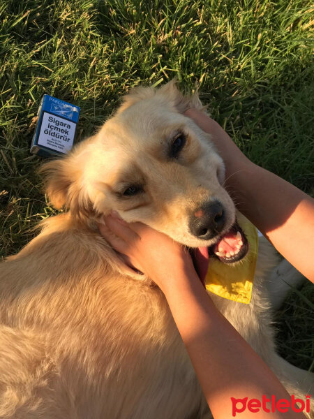 Golden Retriever, Köpek  leydi fotoğrafı