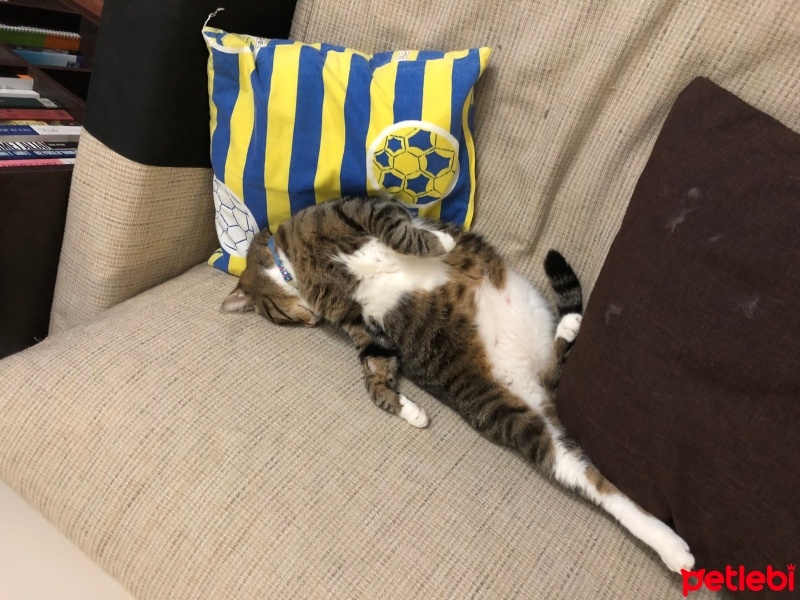 Tekir Kedi, Kedi  Tefo fotoğrafı