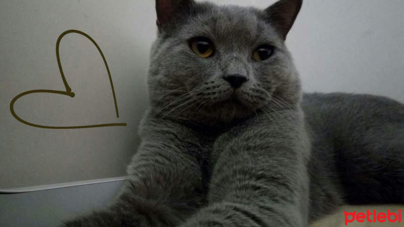 British Shorthair, Kedi  Yumak fotoğrafı
