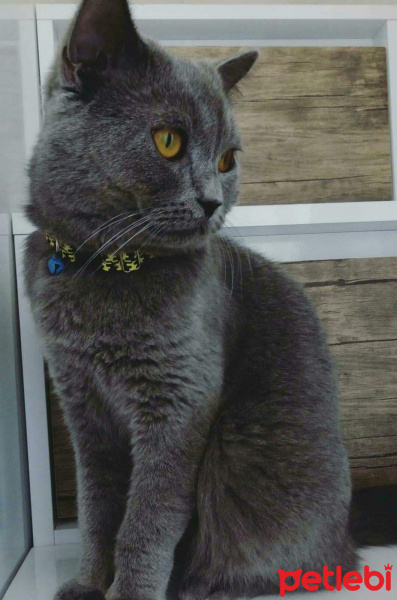 British Shorthair, Kedi  Yumak fotoğrafı