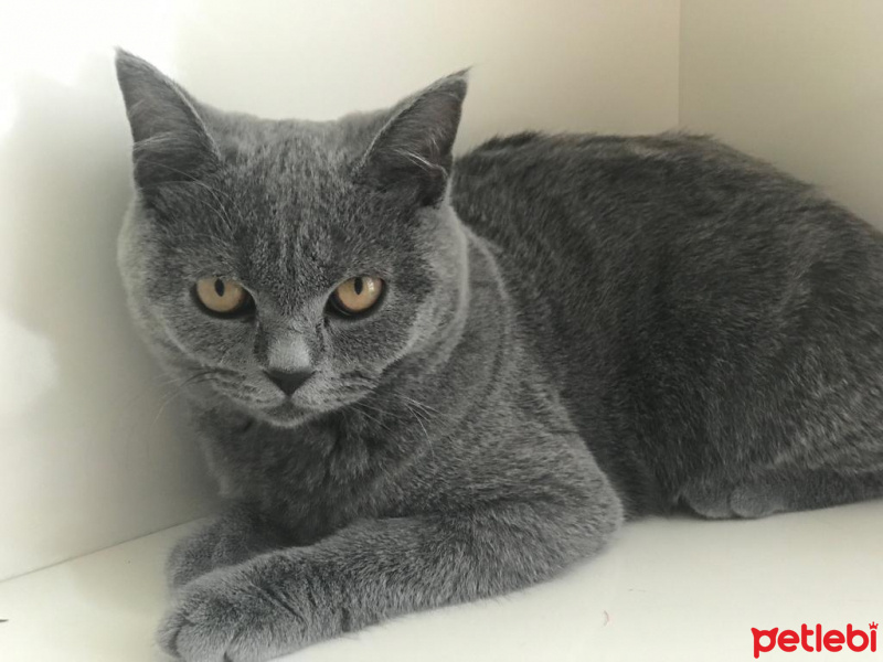 British Shorthair, Kedi  Ponçik fotoğrafı