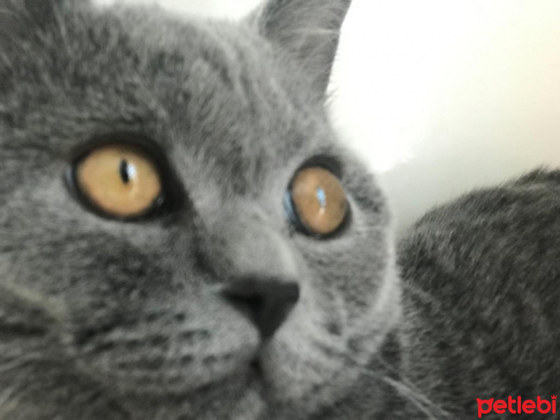 British Shorthair, Kedi  Ponçik fotoğrafı