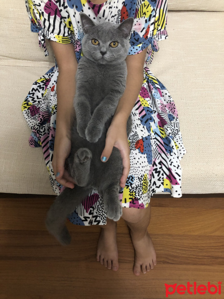 British Shorthair, Kedi  Ponçik fotoğrafı