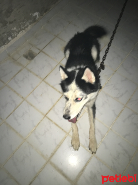 Sibirya Kurdu (Husky), Köpek  Pascal fotoğrafı