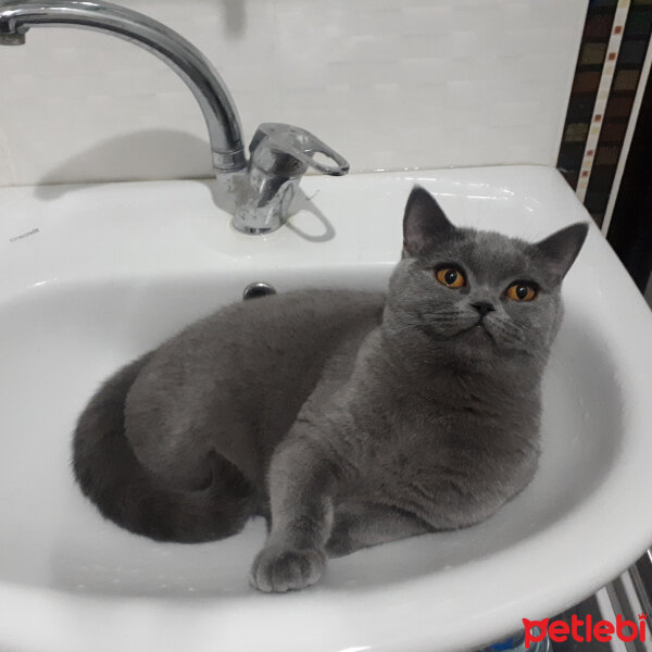 British Shorthair, Kedi  Çörek fotoğrafı