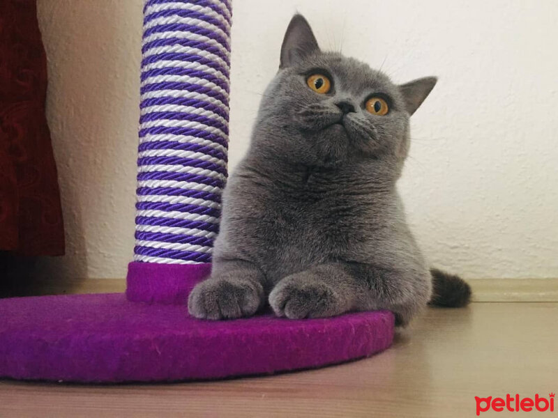 British Shorthair, Kedi  Çörek fotoğrafı