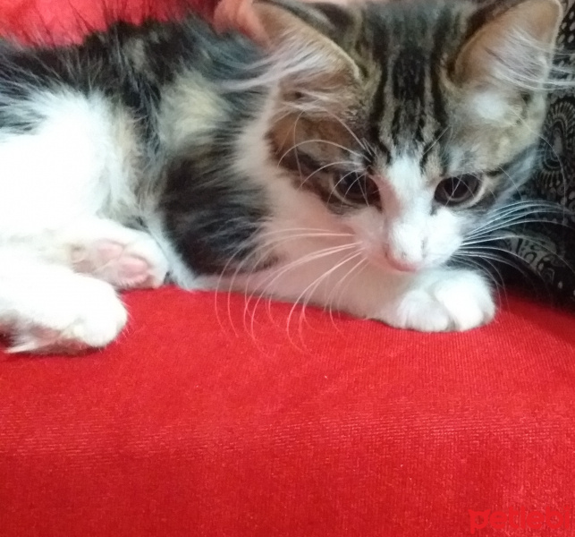 Soke, Kedi  Aybalam fotoğrafı