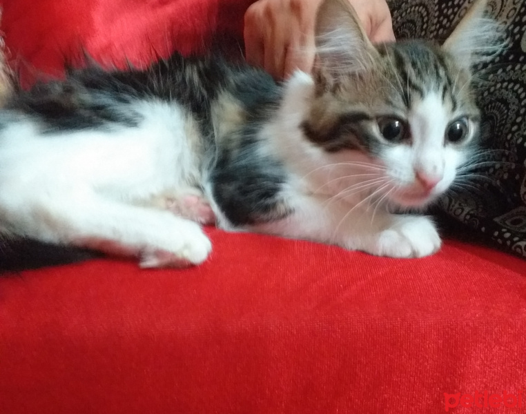 Soke, Kedi  Aybalam fotoğrafı