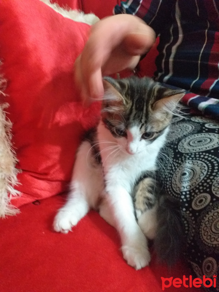 Soke, Kedi  Aybalam fotoğrafı