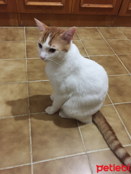 Tekir Kedi, Kedi  Limon fotoğrafı