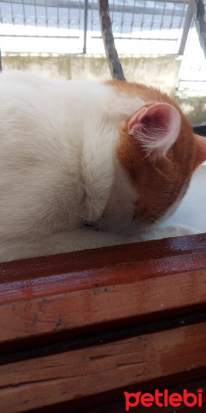 Tekir Kedi, Kedi  Limon fotoğrafı