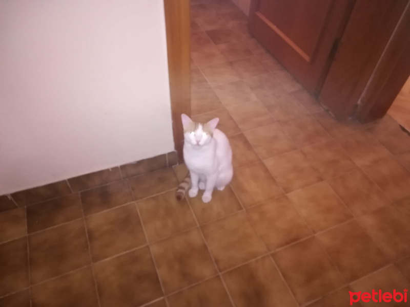 Tekir Kedi, Kedi  Limon fotoğrafı