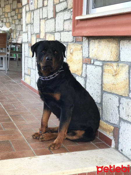 Rottweiler, Köpek  Alex fotoğrafı