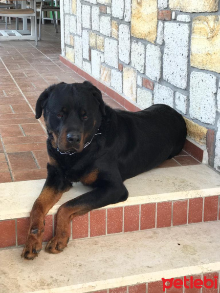 Rottweiler, Köpek  Alex fotoğrafı