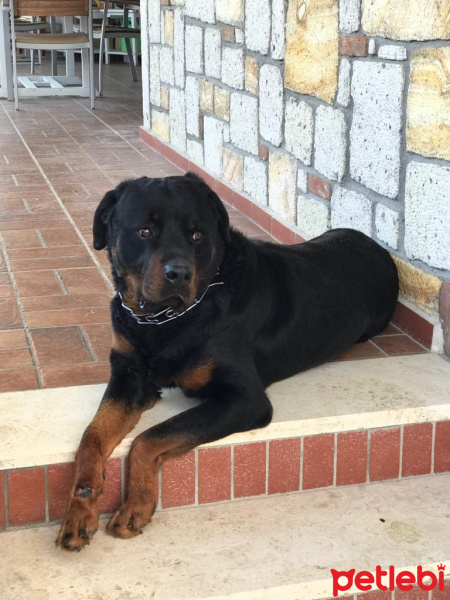 Rottweiler, Köpek  Alex fotoğrafı