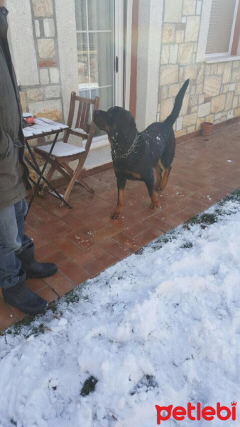 Rottweiler, Köpek  Alex fotoğrafı