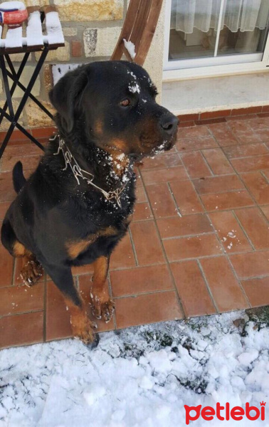 Rottweiler, Köpek  Alex fotoğrafı