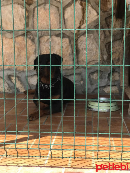 Rottweiler, Köpek  Alex fotoğrafı