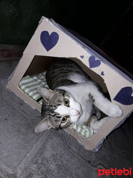Tekir Kedi, Kedi  TOSBİİKK fotoğrafı